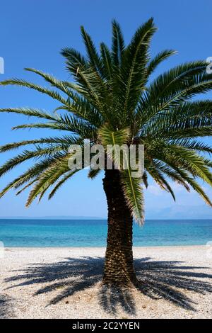 Palmier sur la plage de Trpanj, péninsule de Peljesac, Dalmatie, Croatie Banque D'Images