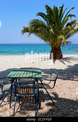 Palmier sur la plage de Trpanj, péninsule de Peljesac, Dalmatie, Croatie Banque D'Images