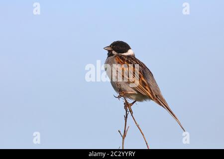 Reed Bunting (Emberiza schoeniclus), homme sur une fine lame d'herbe, Parc national de Lauwersmeer, Hollande, pays-Bas Banque D'Images