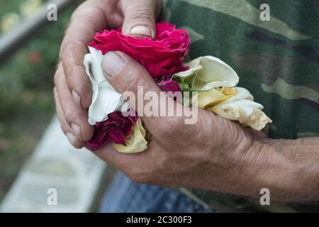 Homme tenant des pétales de rose Banque D'Images