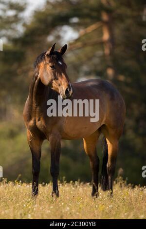 Statue de la mare Holstein brune dans le pâturage, Waldviertel, Autriche Banque D'Images