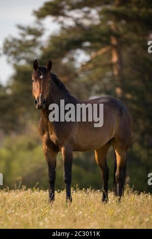 Statue de la mare Holstein brune dans le pâturage, Waldviertel, Autriche Banque D'Images