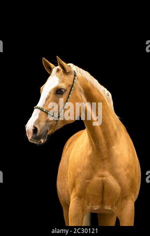 Quarter Horse mare Palomino en portrait avec halter devant un fond noir, Waldviertel, Autriche Banque D'Images