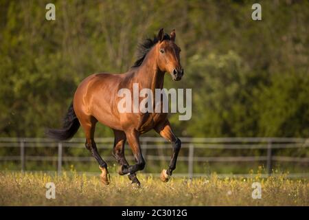 Gellation du sang de préchauffage brun à un galop dans la prairie, Waldviertel, Autriche Banque D'Images