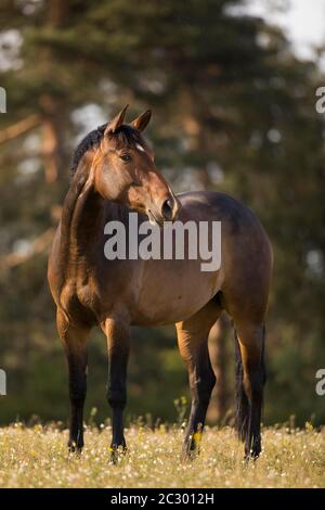 Statue de la mare Holstein brune dans le pâturage, Waldviertel, Autriche Banque D'Images