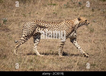 La guépard masculine traverse l'herbe sous le soleil Banque D'Images