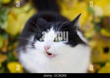 Noir et blanc chatte en colère dans la nature sur fond de feuilles d'abricot jaune sur le sol - automne à l'extérieur Banque D'Images