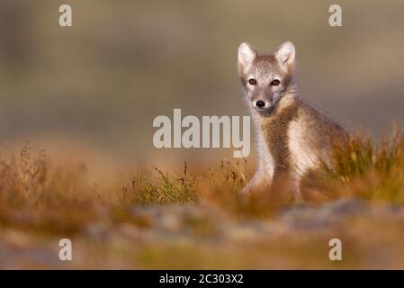 Renard arctique (alopex lagopus), assis dans un pré, parc national de Dovrefjell, Norvège Banque D'Images