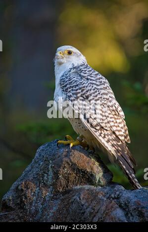 Gyrfalcon (Falco rusticolus), captif, assis sur la pierre, Sumava, République tchèque Banque D'Images