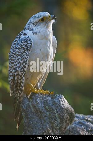 Gyrfalcon (Falco rusticolus) captif, assis sur pierre, à l'automne, Forêt de Bohême, République tchèque Banque D'Images