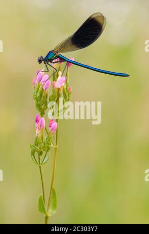 Mouche à damsellope aimée (Calopteryx virgo) sur fleur rose, Bavière, Allemagne Banque D'Images