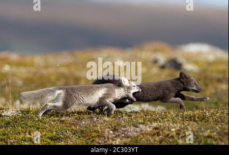 Deux renards arctiques (alopex lagopus) se chassant mutuellement, jeunes animaux, Dovrefjell, Norvège Banque D'Images