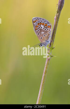 Le bleu d'Idas (Plebejus idas) est situé sur une paille, Bavière, Allemagne Banque D'Images