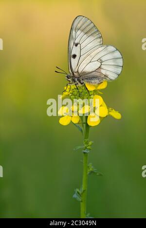 Apollon obscurci (Parnassius mnemosyne) assis sur une plante à fleurs, Seewinkel, Autriche Banque D'Images