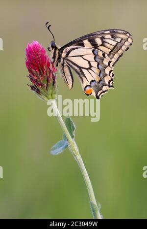 Queue d'aronde (Papilio machaon) assise sur le trèfle fleuri, Seewinkel, Autriche Banque D'Images