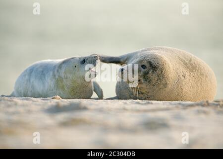 Phoques gris (Halichoerus grypus), mère avec des jeunes dans le sable en lumière chaude, Parc National de la Mer de Wadden de Basse-Saxe, Allemagne Banque D'Images