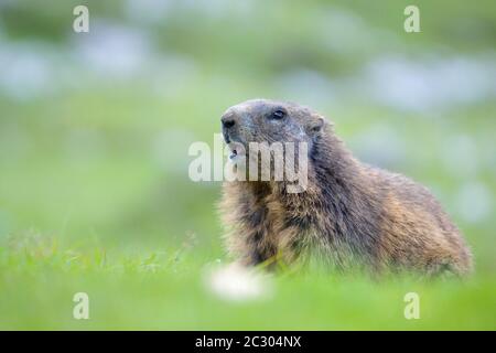 Le Marmot alpin (Marmota marmota) se dresse avec attention dans un pré, région de Karwendel, Autriche Banque D'Images