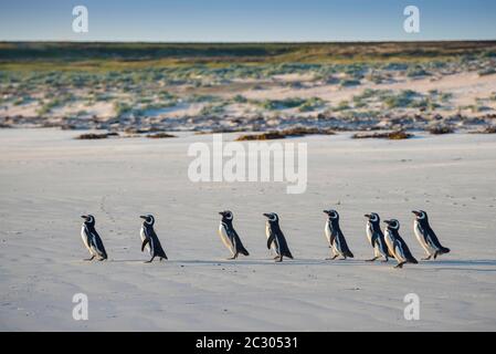 Pingouins magellaniques (Spheniscus magellanicus) sur le chemin de la mer dans la lumière du matin, Volunteer point, îles Falkland Banque D'Images