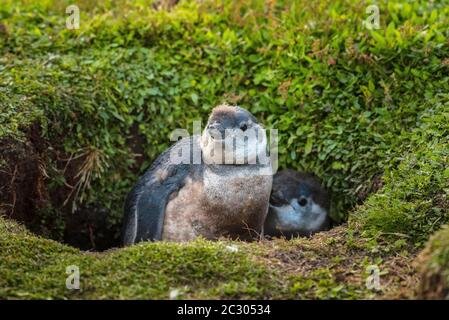 Jeunes pingouins magellaniques (Spheniscus magellanicus) dans leur grotte de reproduction, Volunteer point, îles Falkland Banque D'Images