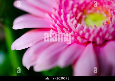 Belle fleur rose gerbera (Asteraceae) en gros plan. Petits pétales en macro. Banque D'Images