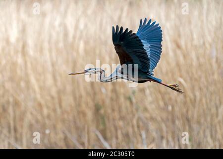 Héron violet (Ardea purpurea) volant en roseaux, Allemagne Banque D'Images