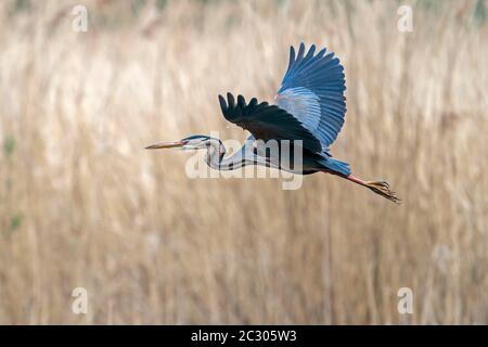 Héron violet (Ardea purpurea) volant en roseaux, Allemagne Banque D'Images