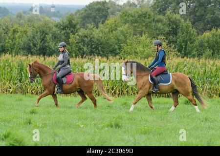 Deux cavaliers portant un protecteur corporel sur un poney Connemara et un poney allemand Banque D'Images