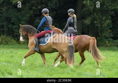 Deux cavaliers portant un protecteur corporel sur un poney Connemara et un poney allemand Banque D'Images