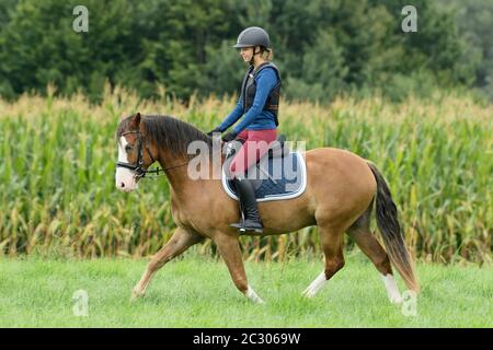 Jeune pilote portant un protecteur de corps sur le dos d'un poney Connemara Banque D'Images