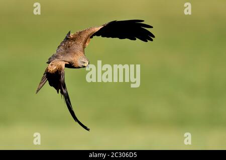 Cerf-volant (Milvus Migrans), en vol sur un pré, canton de Zug, Suisse Banque D'Images