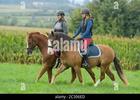 Deux cavaliers portant un protecteur corporel sur un poney Connemara et un poney allemand Banque D'Images