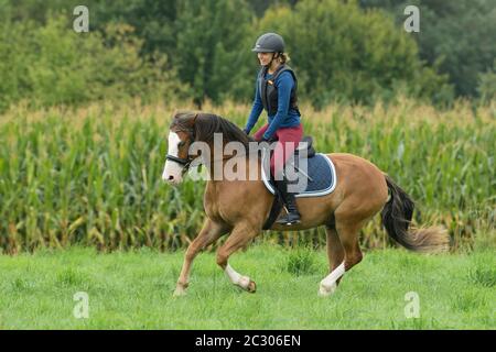 Jeune pilote portant un protecteur de corps sur le dos d'un poney Connemara Banque D'Images