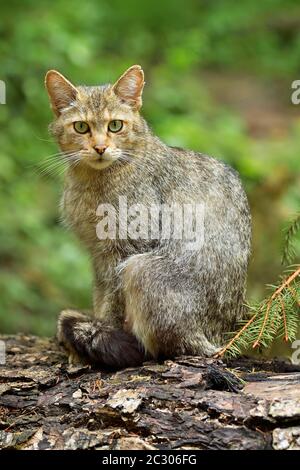 Chat sauvage européen (Felis silsilvestris vestris vestris), vieux animal assis sur un tronc d'arbre, captif, Suisse Banque D'Images