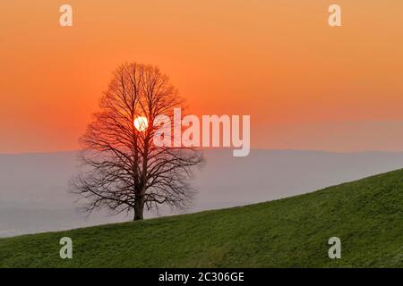 Le soleil couchant brille à travers le tilleul (Tilia), canton de Zug, Suisse Banque D'Images