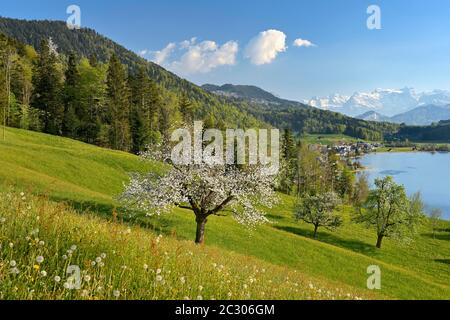 Vue sur Morgarten au lac Aegeri, devant un cerisier en fleur, derrière les Alpes enneigées, Oberaegeri, canton de Zug, Suisse Banque D'Images