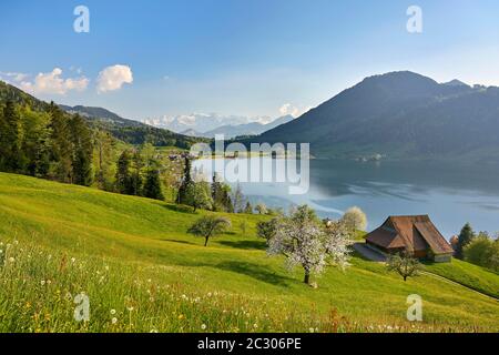 Vue sur Morgarten au lac Aegeri, devant un cerisier en fleur, derrière les Alpes enneigées, Oberaegeri, canton de Zug, Suisse Banque D'Images