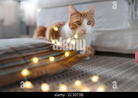 blanc chat et marron avec des yeux jaunes, se trouve sur le tapis devant une rangée de lumières à del Banque D'Images