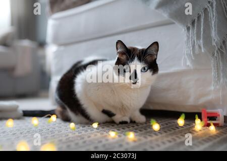 chat noir et blanc avec les yeux bleus posés sur un tapis, regarde la caméra Banque D'Images