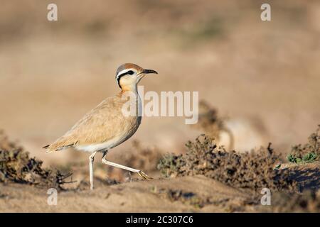 Oiseau de course (Cursorius Cursor) dans le semi-désert Jandia, Fuerteventura, îles Canaries Banque D'Images