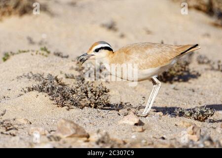 Course d'oiseau (Cursorius Cursor) à la recherche de nourriture dans le semi-désert Jandia, Fuerteventura, îles Canaries Banque D'Images