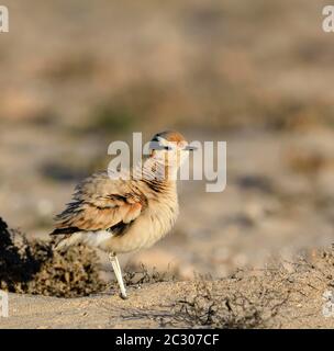 Puffed up oiseau de course (Cursorius Cursor) dans le semi-désert Jandia, Fuerteventura, îles Canaries Banque D'Images