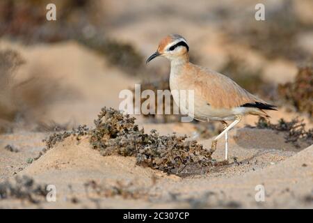 Oiseau de course (Cursorius Cursor) dans le semi-désert Jandia, Fuerteventura, îles Canaries Banque D'Images