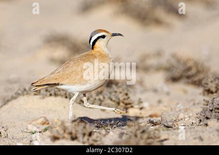 Oiseau de course (Cursorius Cursor) dans le semi-désert Jandia, Fuerteventura, îles Canaries Banque D'Images