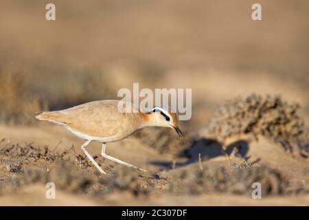 Course d'oiseau (Cursorius Cursor) à la recherche de nourriture dans le semi-désert Jandia, Fuerteventura, îles Canaries Banque D'Images