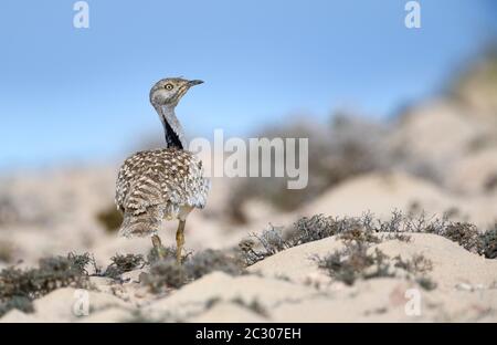 Les bustardmâles Houbara (Chlamydotis undulata) dans le semi-désert de Fuerteventura, îles Canaries, Espagne Banque D'Images