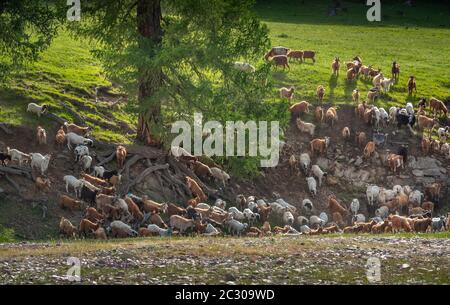 Un grand mélèze (larix sibirica) avec des racines exposées sur la pente abrupte, troupeau de moutons et de chèvres qui broutage, herbe verte sur le dos, province de Uvs Banque D'Images