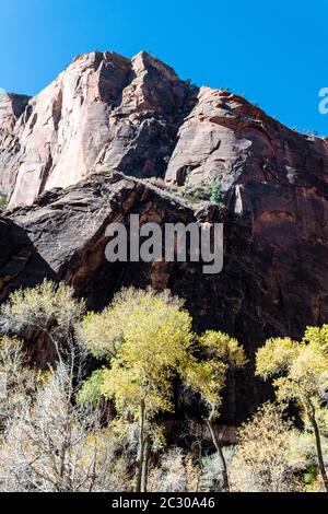 Vue panoramique sur les falaises, les arbres et les plantes sur la promenade en bord de rivière, parc national de Zion, Utah, États-Unis Banque D'Images