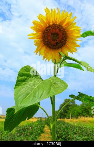 Un seul tournesol dans les terres agricoles Banque D'Images