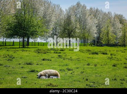 Moutons avec agneaux sur la prairie, Grevenbroich, Rhénanie-du-Nord-Westphalie, Allemagne Banque D'Images