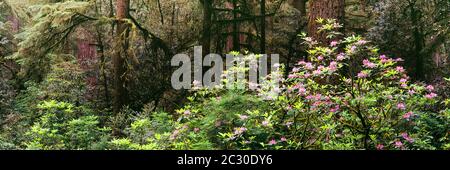 Des rhododendrons roses fleurissent dans la forêt de séquoias du parc national de séquoias Jedediah Smith, Californie, États-Unis Banque D'Images